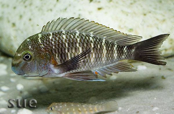 Tropheus sp. 'limespot' Zongwe